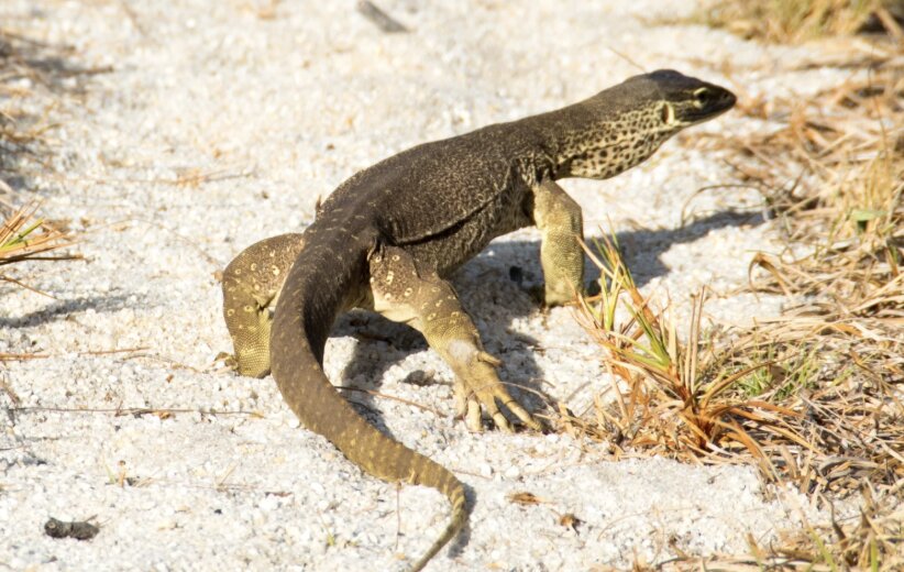 Un varano avvistato tra Montichiari e Calcinato: scatta l’ordinanza di divieto di circolazione